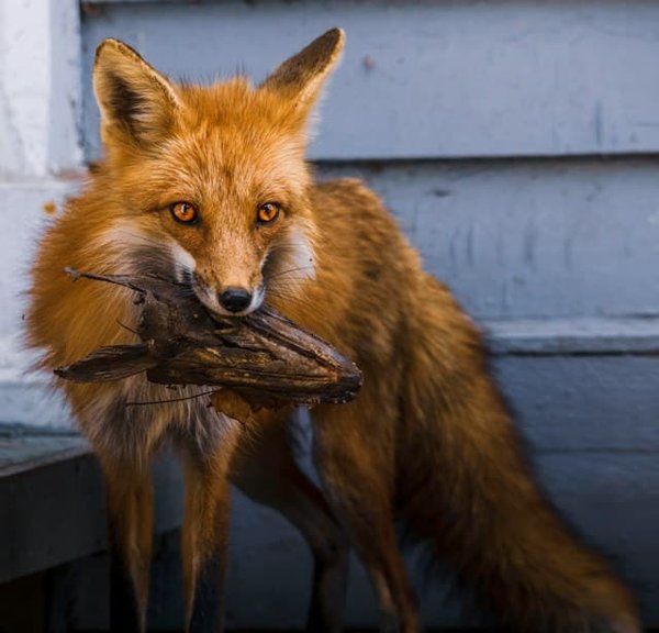 Can you keep a fox as a pet?