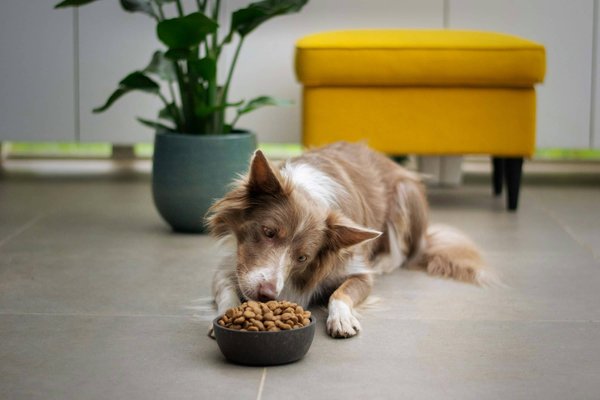 How to Plan and Prepare a Homemade Diet for Pets with Chronic Illnesses?